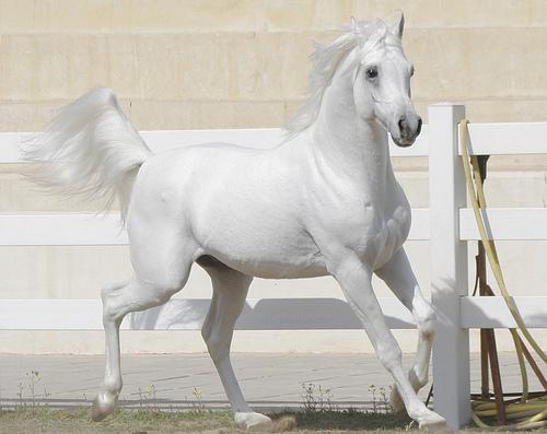 ابحث عن خيل